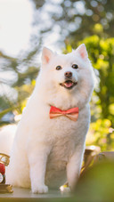 Dog (2)