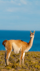Guanaco (Lama Guanicoe) in Patagonia