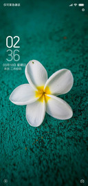 无叶花
