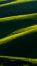 The light and shadow of the grassland in the morning