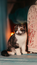 A Cute Cat Sitting on The Table