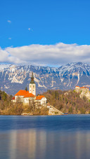 Bled lake with Bled catle