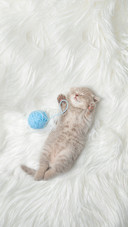 Little Ginger Kitten Sleeps on a White Carpet