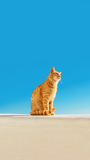Santorini Stray Ginger Cat