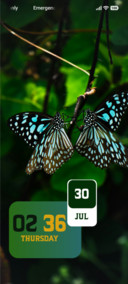 Butterfly