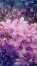 花相容