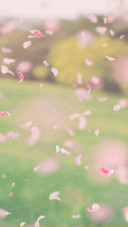 花瓣