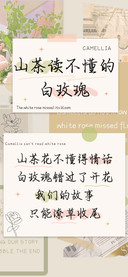 山茶读不懂的白玫瑰