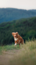 Dog runs across the field in the grass