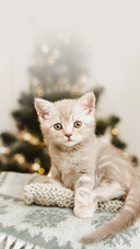 Small Cute Kitten Sitting on the Plaid