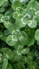 A clover covered in dewdrops