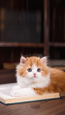 Kitten Scottish Fold Breed on a Color Background