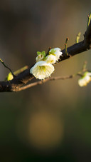 White plum blossoms
