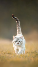 A Tabby Cat That Looks like a Tiger Walks through the Forest