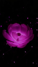 荷
