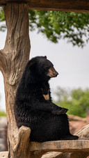 What secret does the bear rubbing against the tree hide