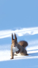 The Hokkaido subspecies of the Red Squirrel
