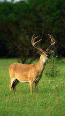 The antlers of a stag undergo wonderful changes