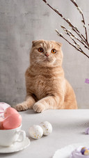 猫的嫉妒心有多强