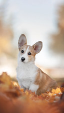 A Cute Corgi Sitting on The Ground
