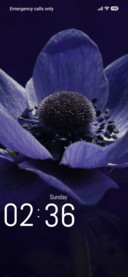 Beauty Flower