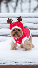 Dressed in santa claus costume