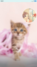 可爱小猫咪