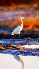 The egret returns home gently treading on the clouds