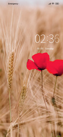 Ear of wind wheat