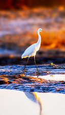 Come out for a walk