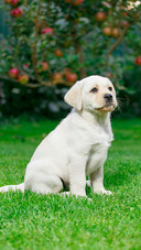 Dog (12)