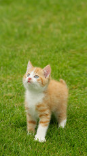 Cute Red Kitten Standing in the Grass and Looking Up