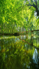Green forest