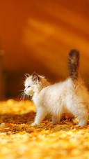 Stray country cat