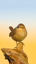 Cute bird