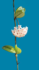 Ball orchid
