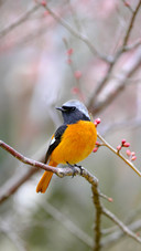 Bird beaks are naturally custommade tableware