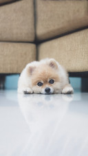 Cute dog