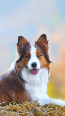 Dog227