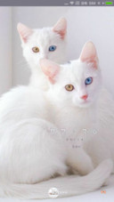 优雅的猫