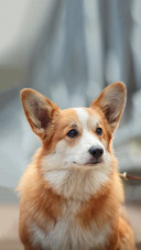 Dog164