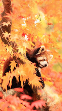 Beautiful Red Panda Among Autumn Bright Yellow Leaves