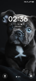 Black Dog
