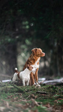 Dog521