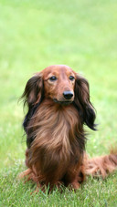 Dog475
