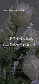 山茶不会懂白玫瑰