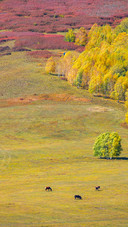 Autumn falls on the vast grassland 2