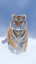 Handsome Tiger in Snow
