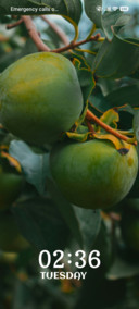 Fruit Harmony