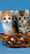The american curlyeared cat is in the basket